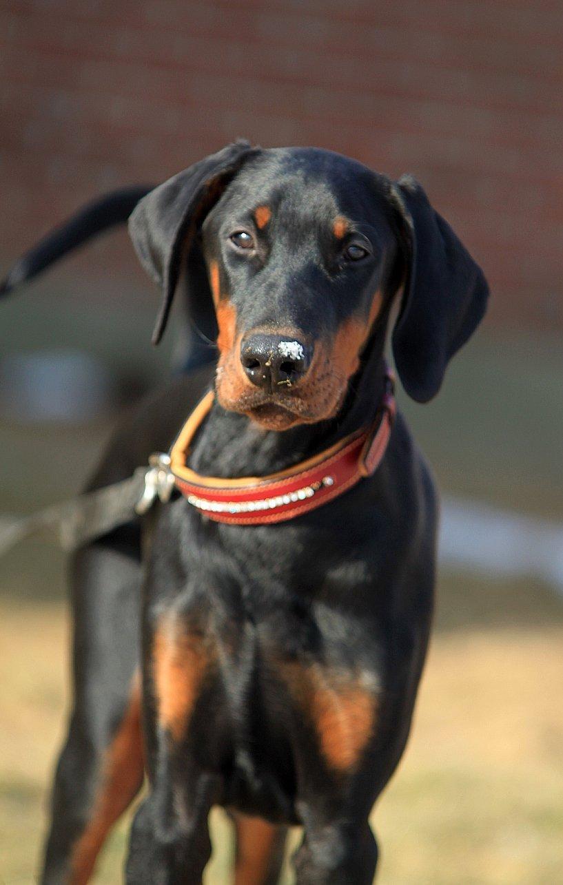 Dobermann King billede 2