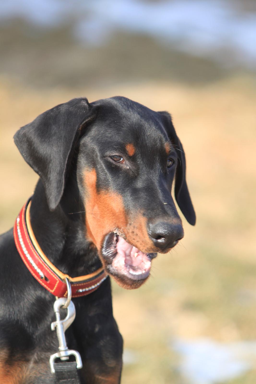 Dobermann King billede 3