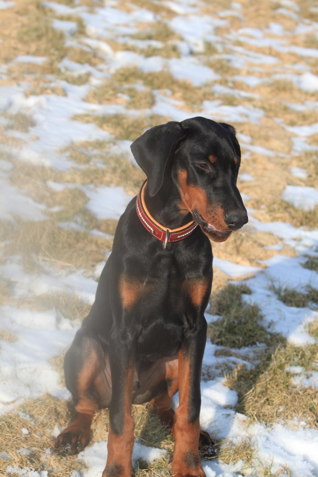 Dobermann King billede 4