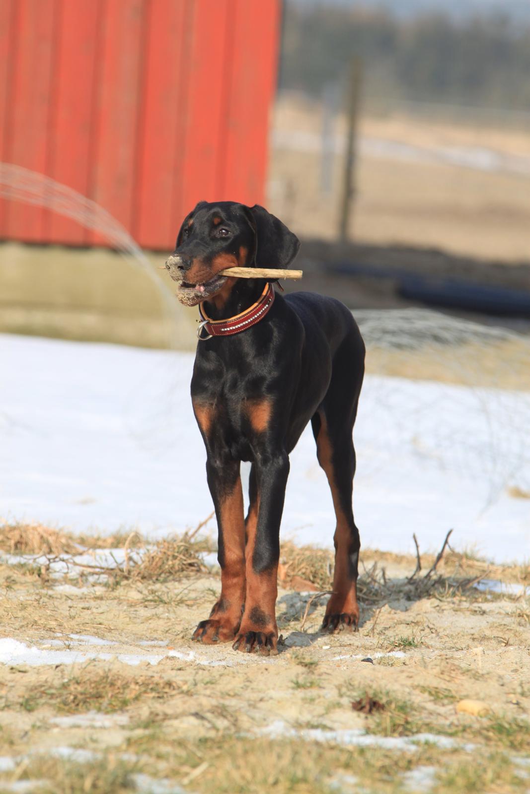 Dobermann King billede 5