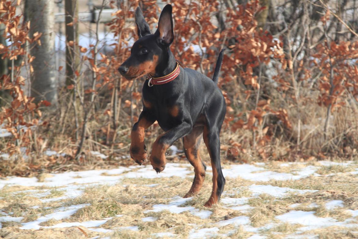 Dobermann King billede 6