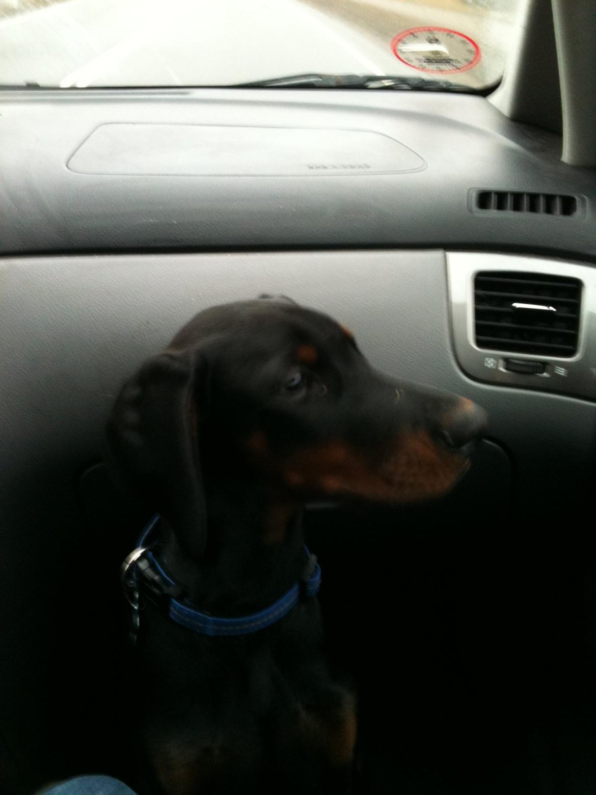 Dobermann King billede 7