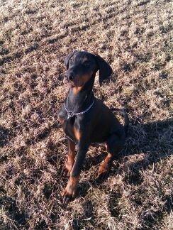 Dobermann King billede 10