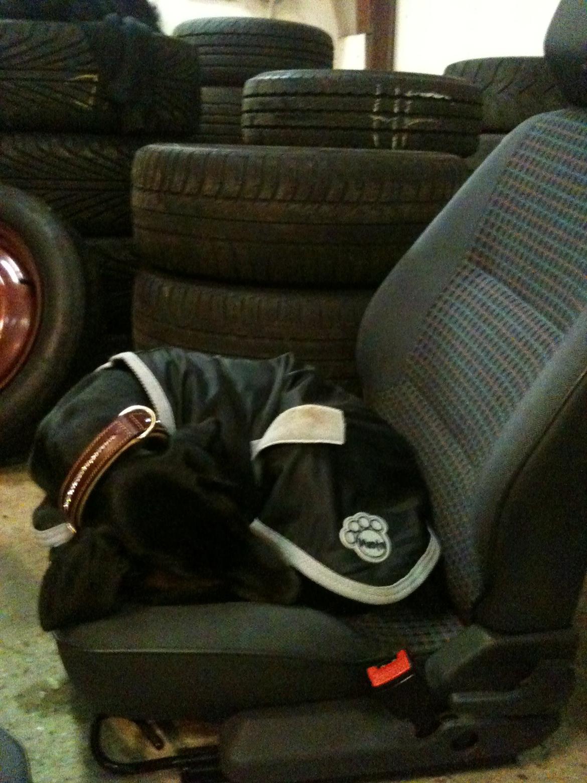 Dobermann King billede 12