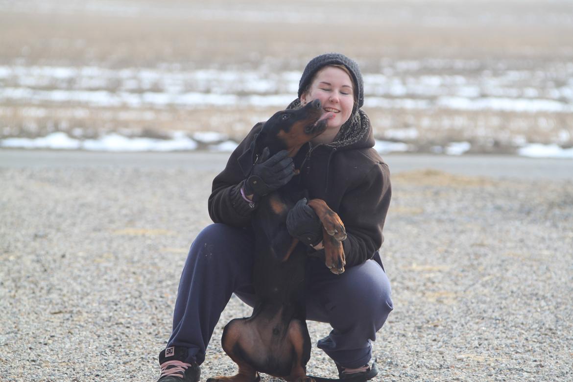 Dobermann King billede 13