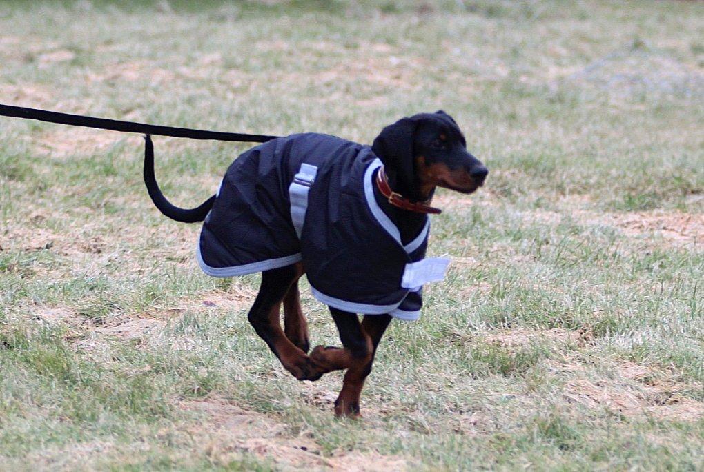 Dobermann King billede 14