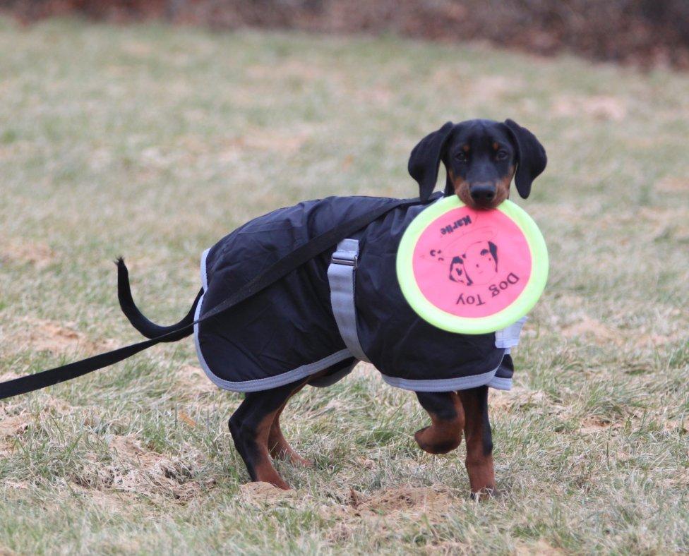 Dobermann King billede 15