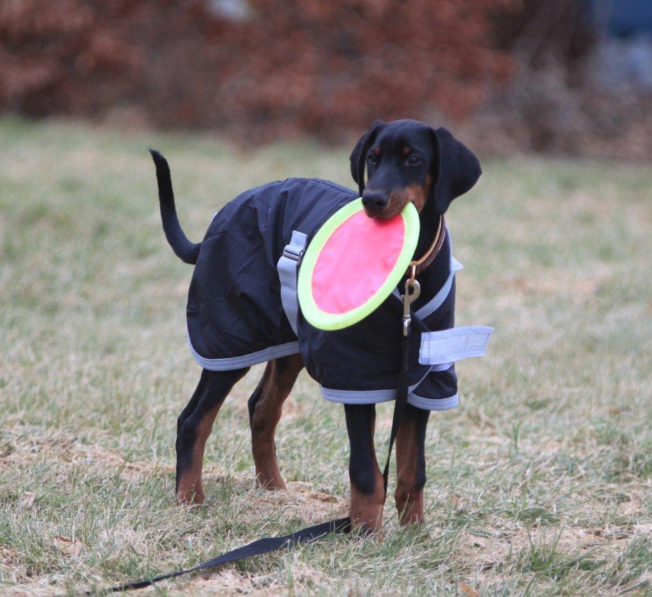 Dobermann King billede 16