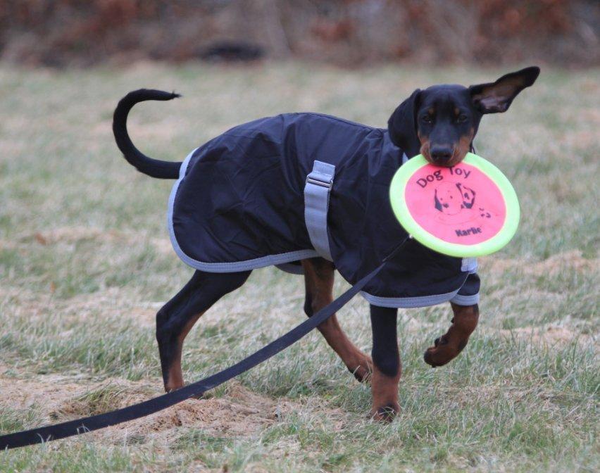 Dobermann King billede 17