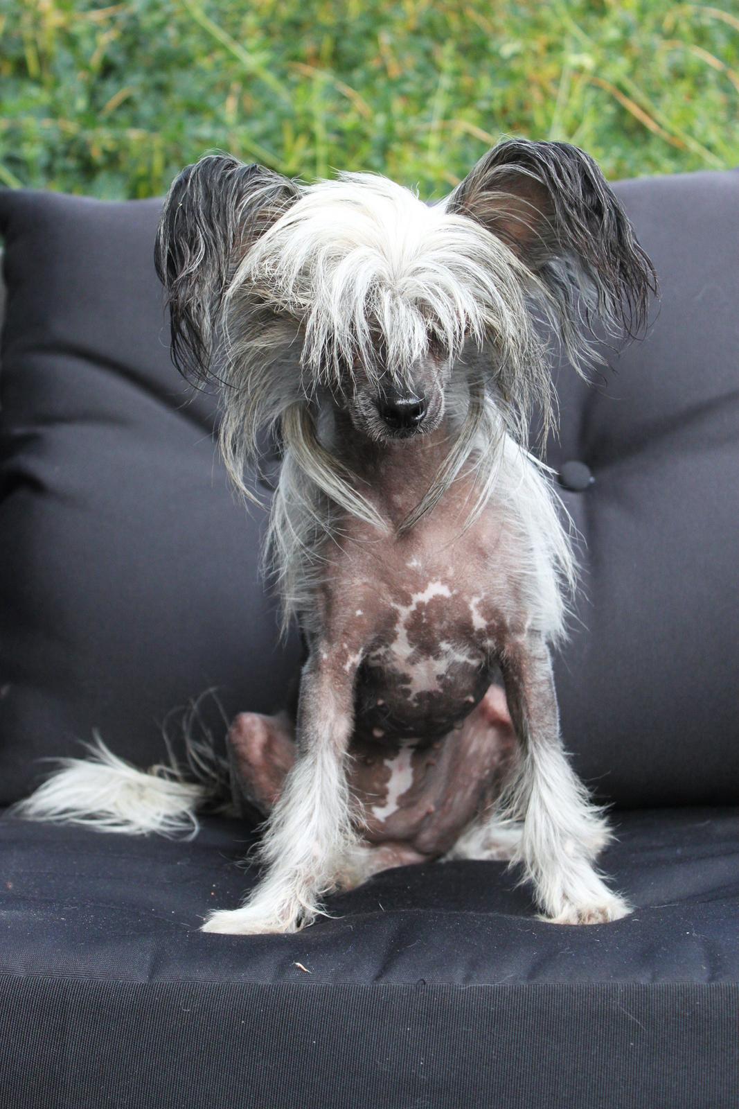 Chinese crested hårløs } Chelsy - 30. Juni, 2012. billede 3
