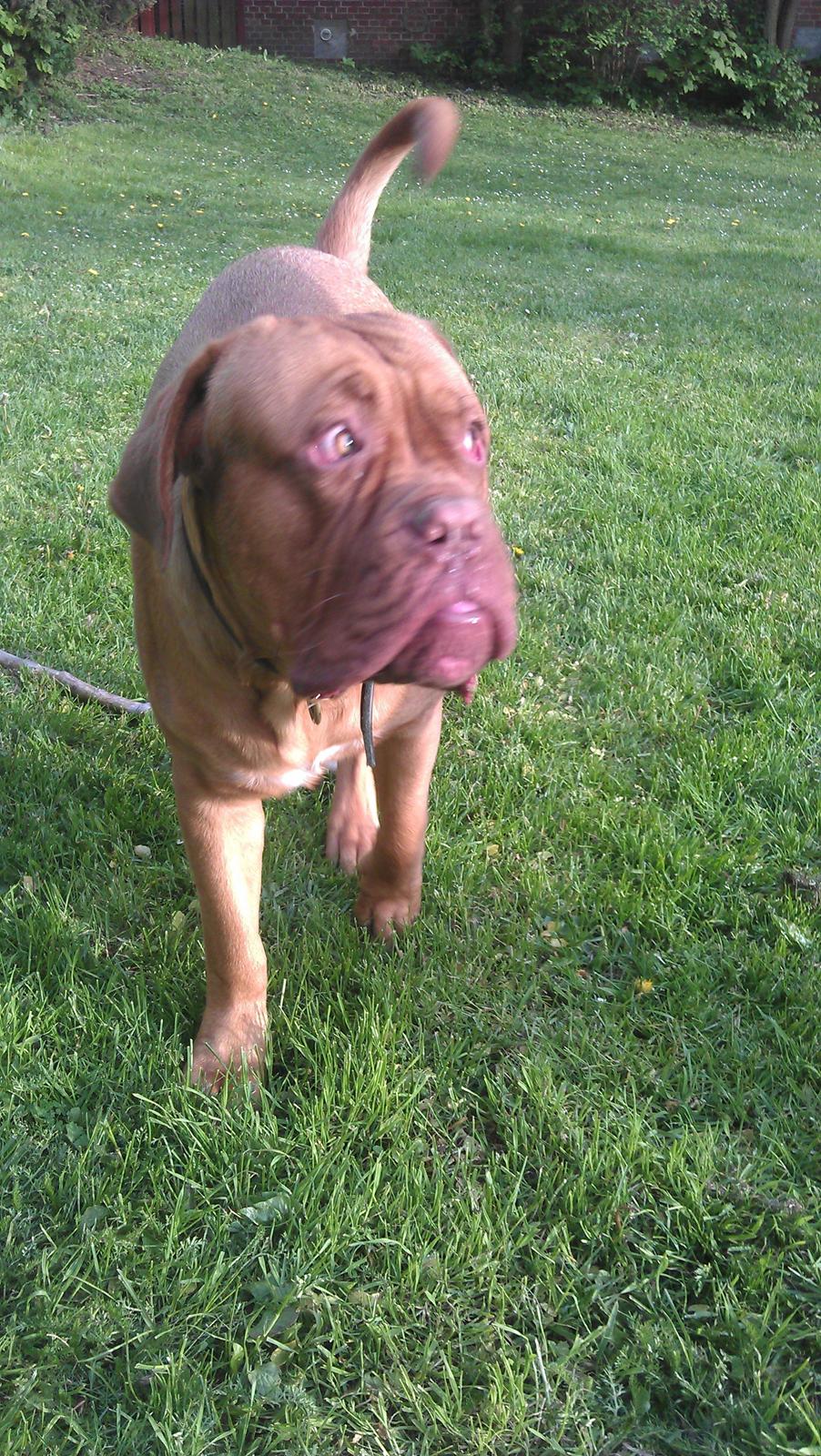 Dogue de bordeaux Murphy billede 1