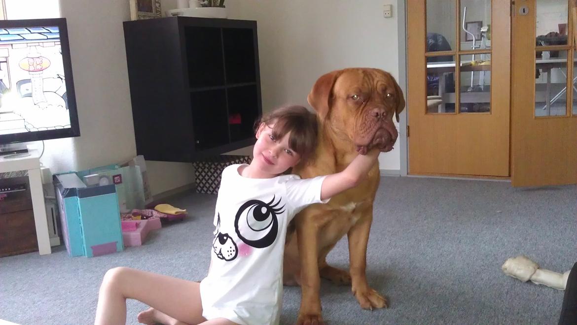 Dogue de bordeaux Murphy billede 2