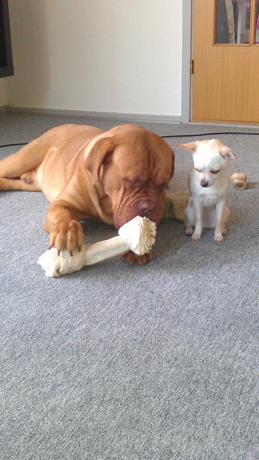 Dogue de bordeaux Murphy billede 3