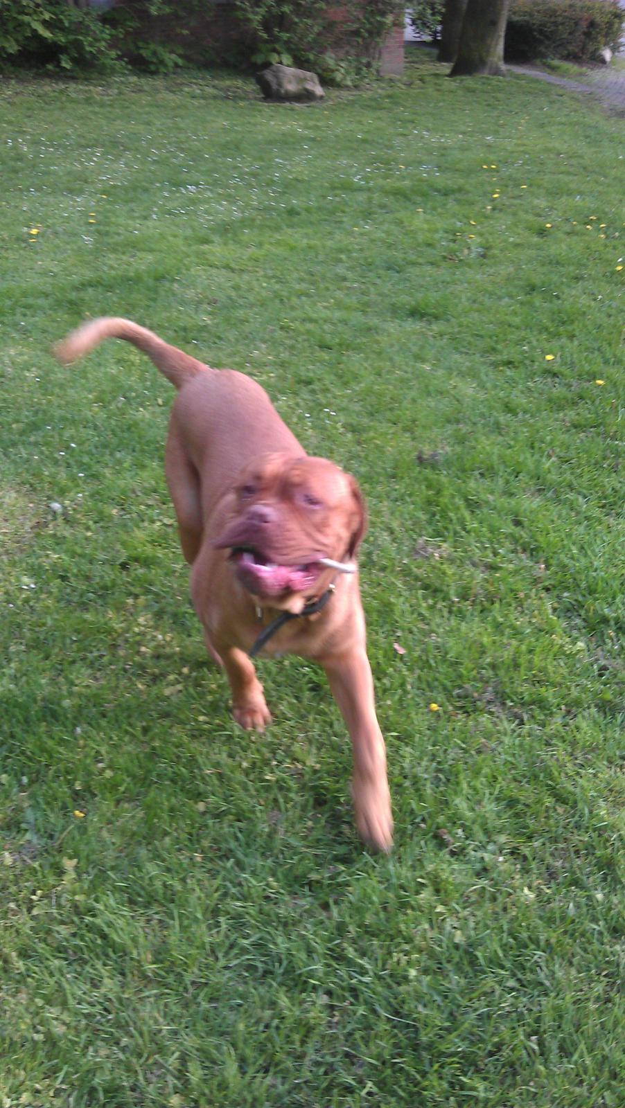 Dogue de bordeaux Murphy billede 4