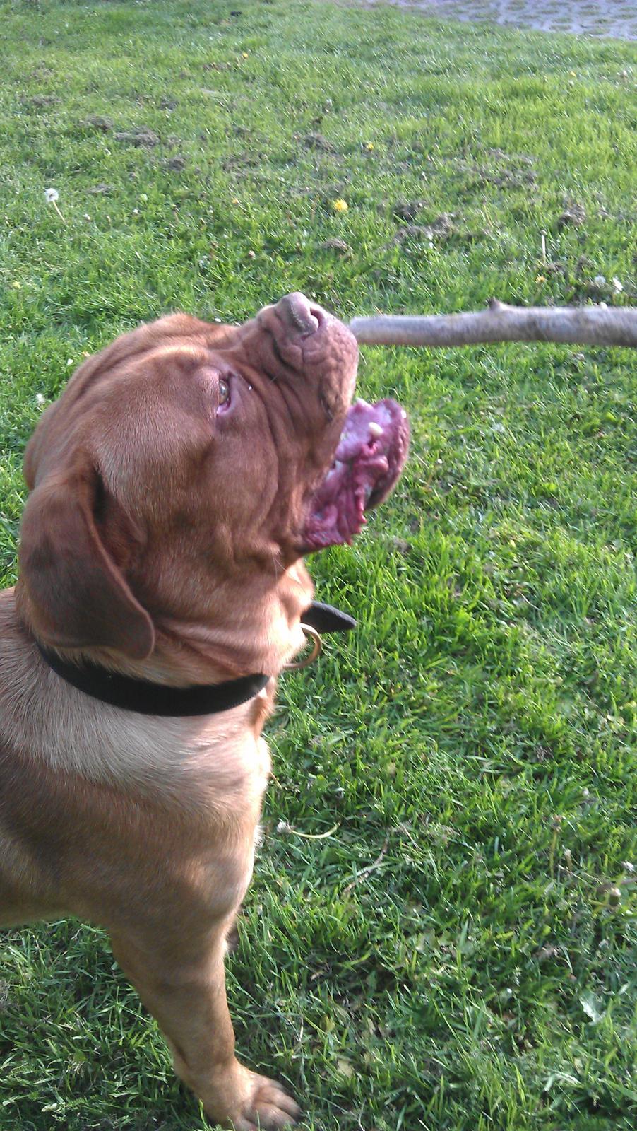 Dogue de bordeaux Murphy billede 5