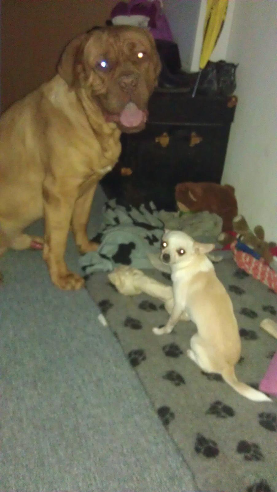 Dogue de bordeaux Murphy billede 6