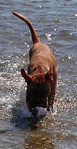 Dogue de bordeaux Murphy billede 7