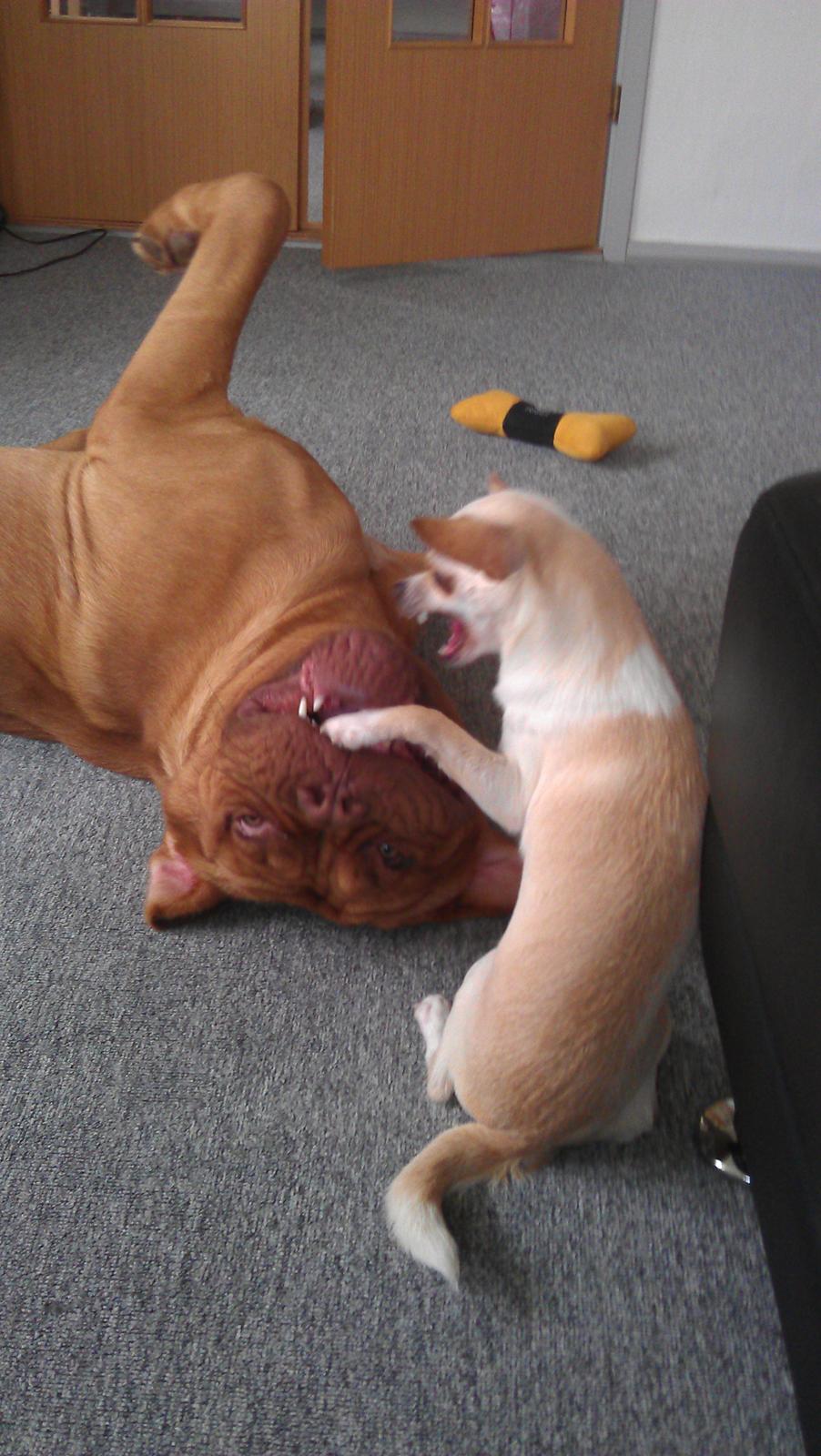 Dogue de bordeaux Murphy billede 8