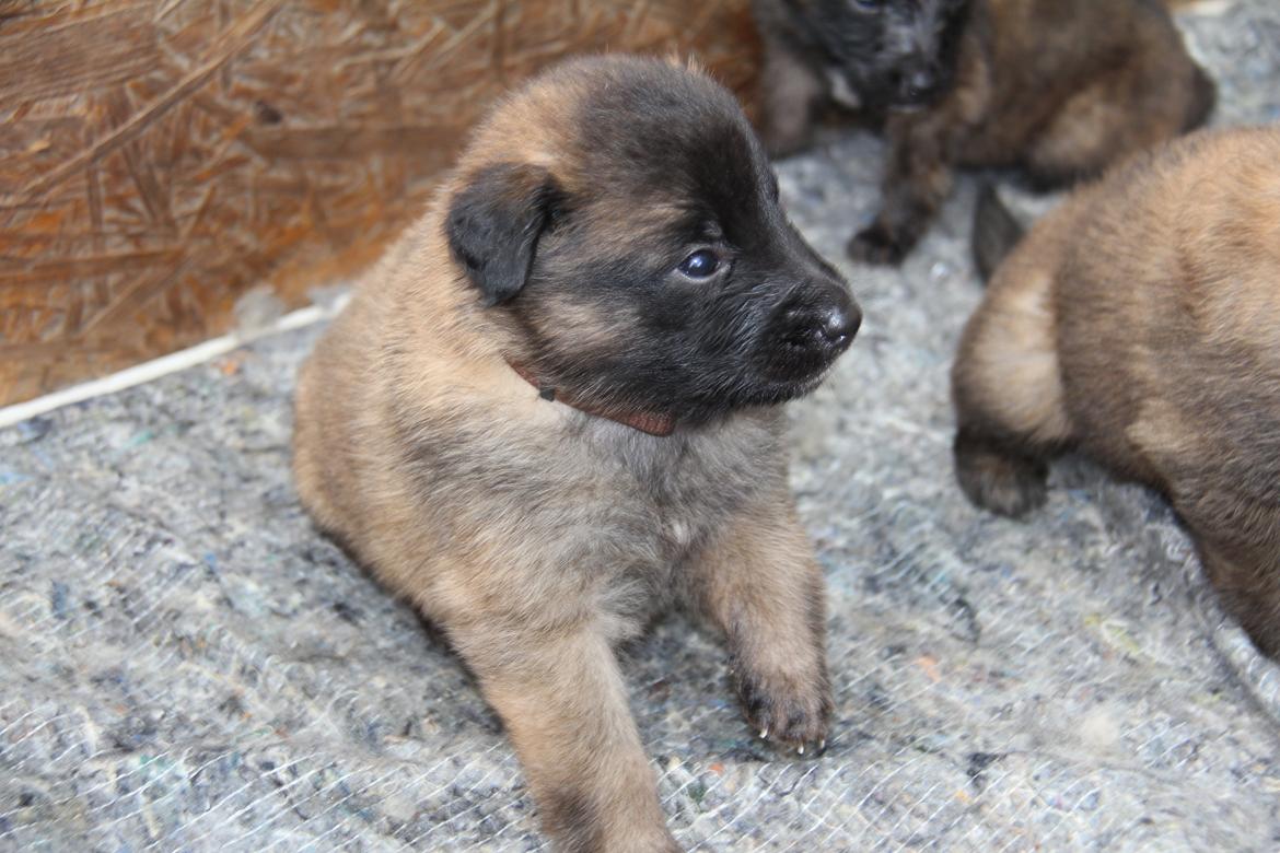 Tervueren Canto billede 1