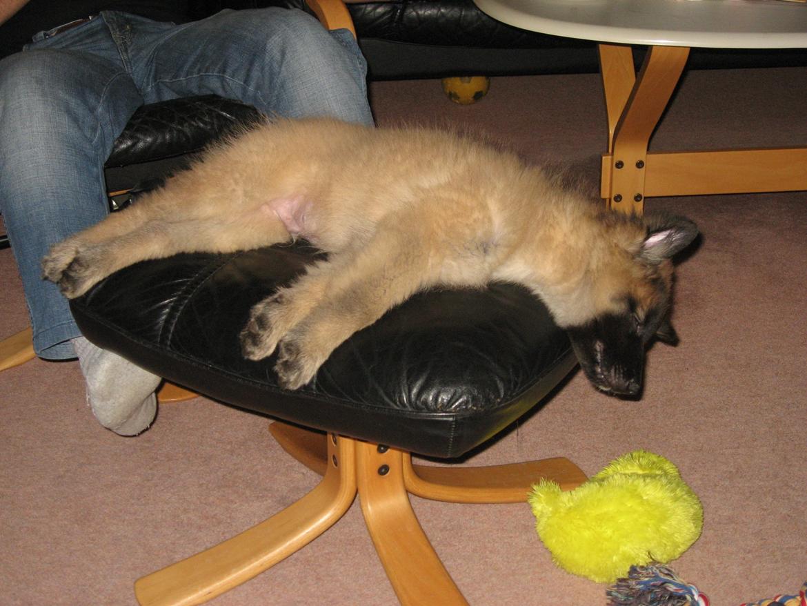 Tervueren Canto billede 2