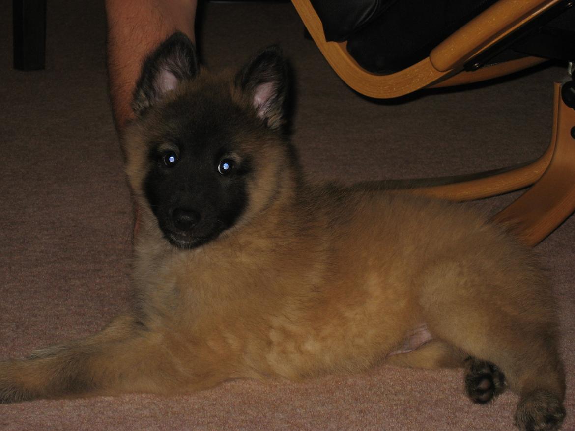 Tervueren Canto billede 3