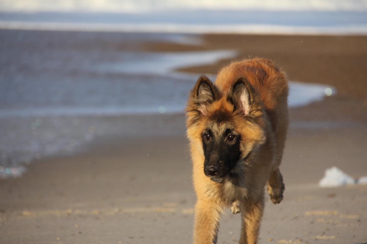 Tervueren Canto billede 5