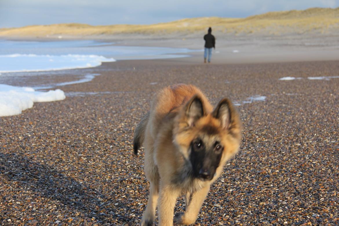 Tervueren Canto billede 6