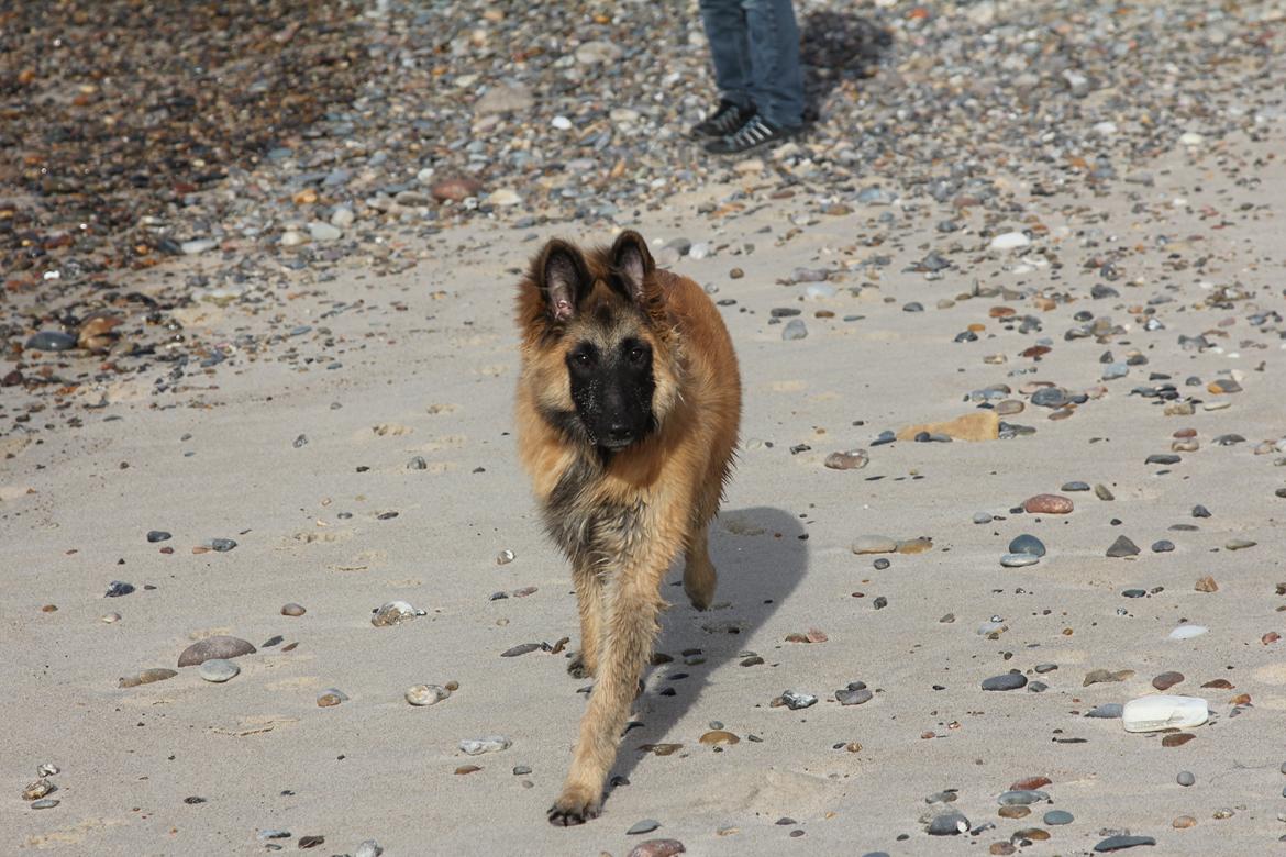 Tervueren Canto billede 8