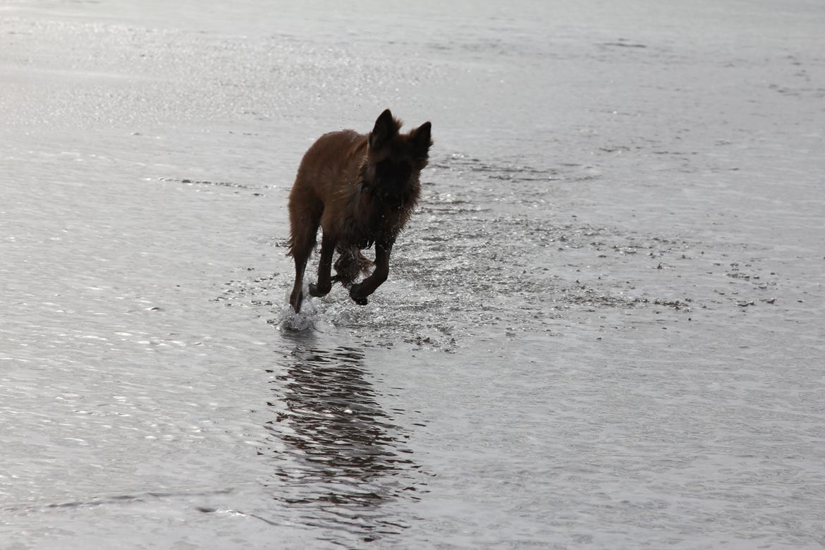 Tervueren Canto billede 9