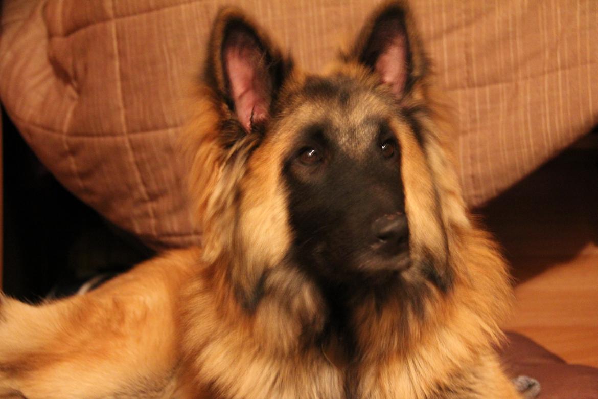 Tervueren Canto billede 10