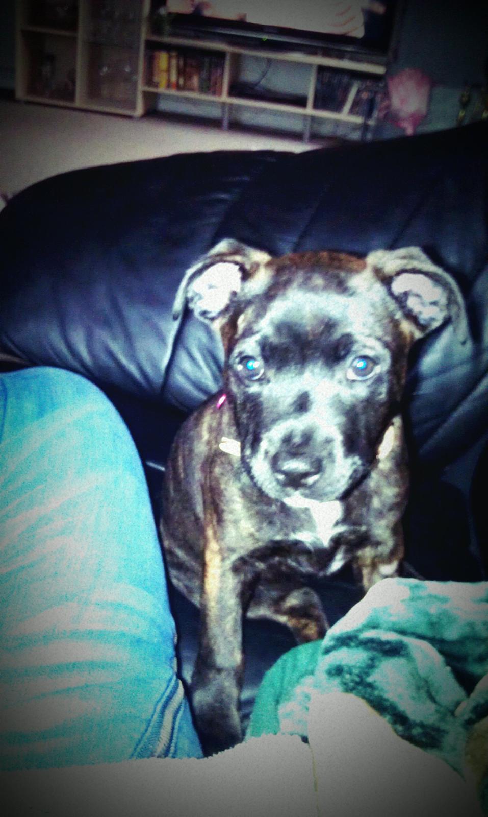 Staffordshire bull terrier Lady Step billede 9