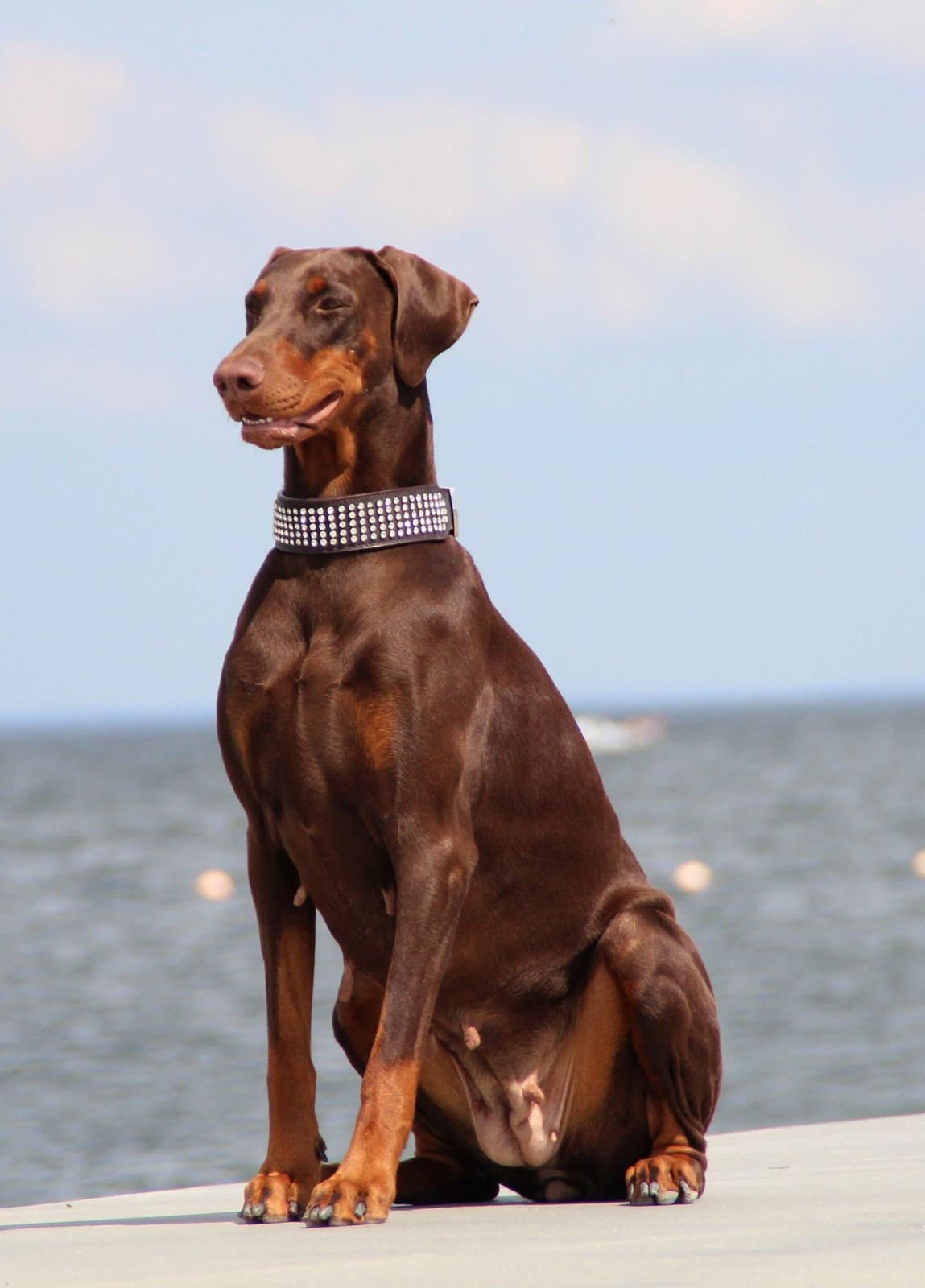 Dobermann Serbian Star V Masterhof billede 3