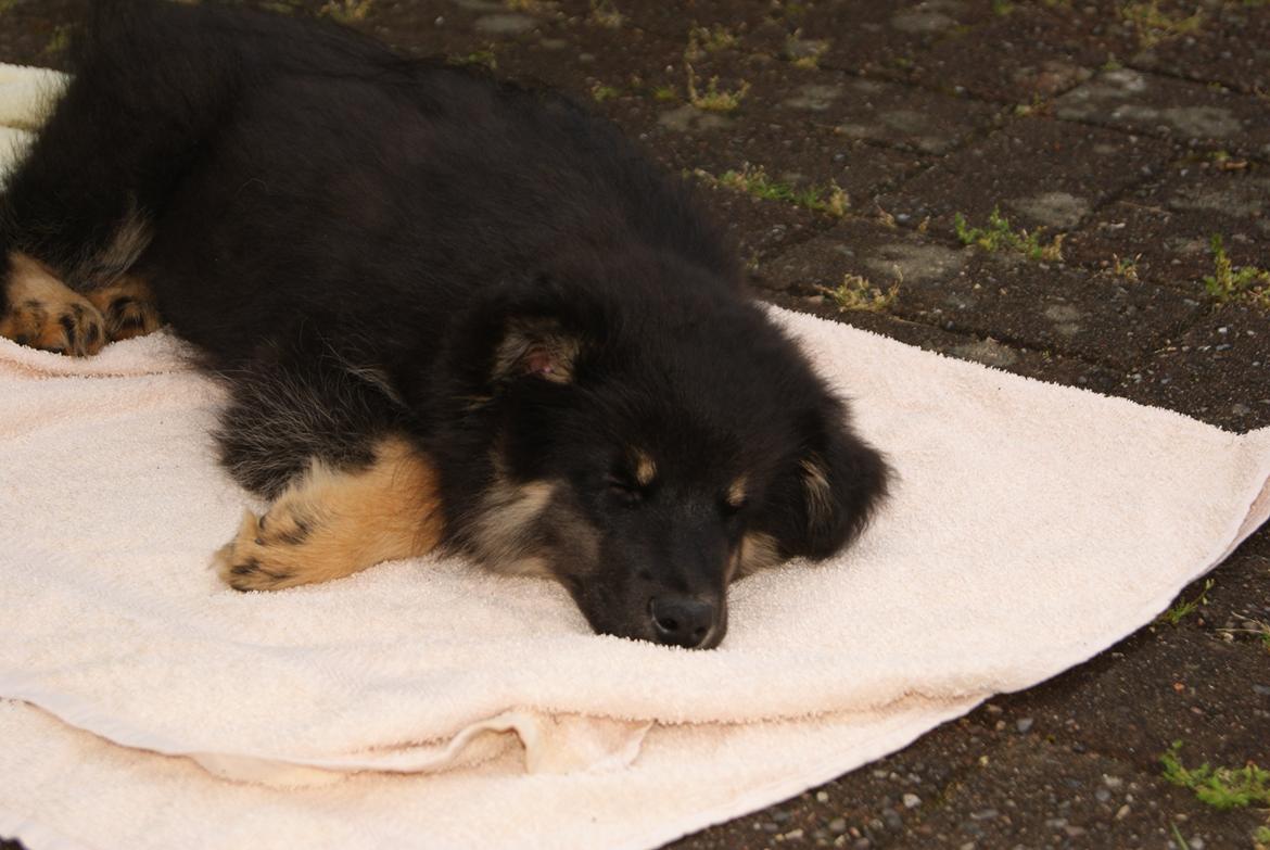 Finsk lapphund Kello Ayla - Sådan ser man ud efter en hård morgen, med leg og gå tur. billede 18