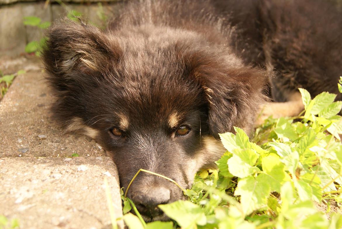 Finsk lapphund Kello Ayla - SMUK <3 billede 20