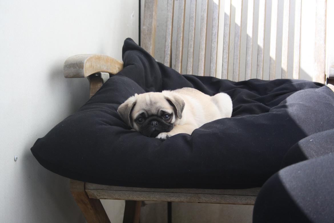 Mops Bella billede 1