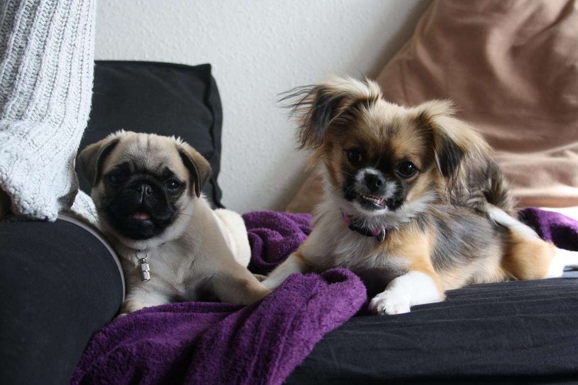 Mops Bella billede 2