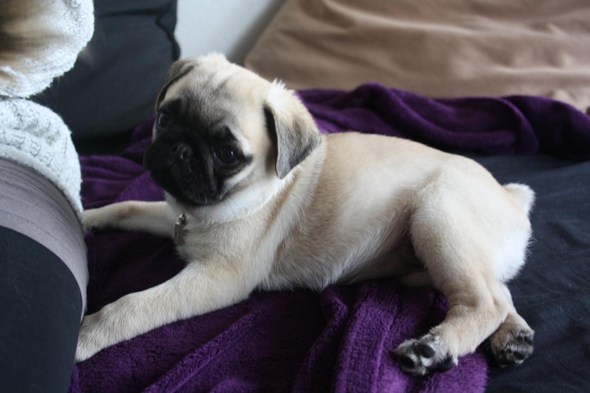 Mops Bella billede 3