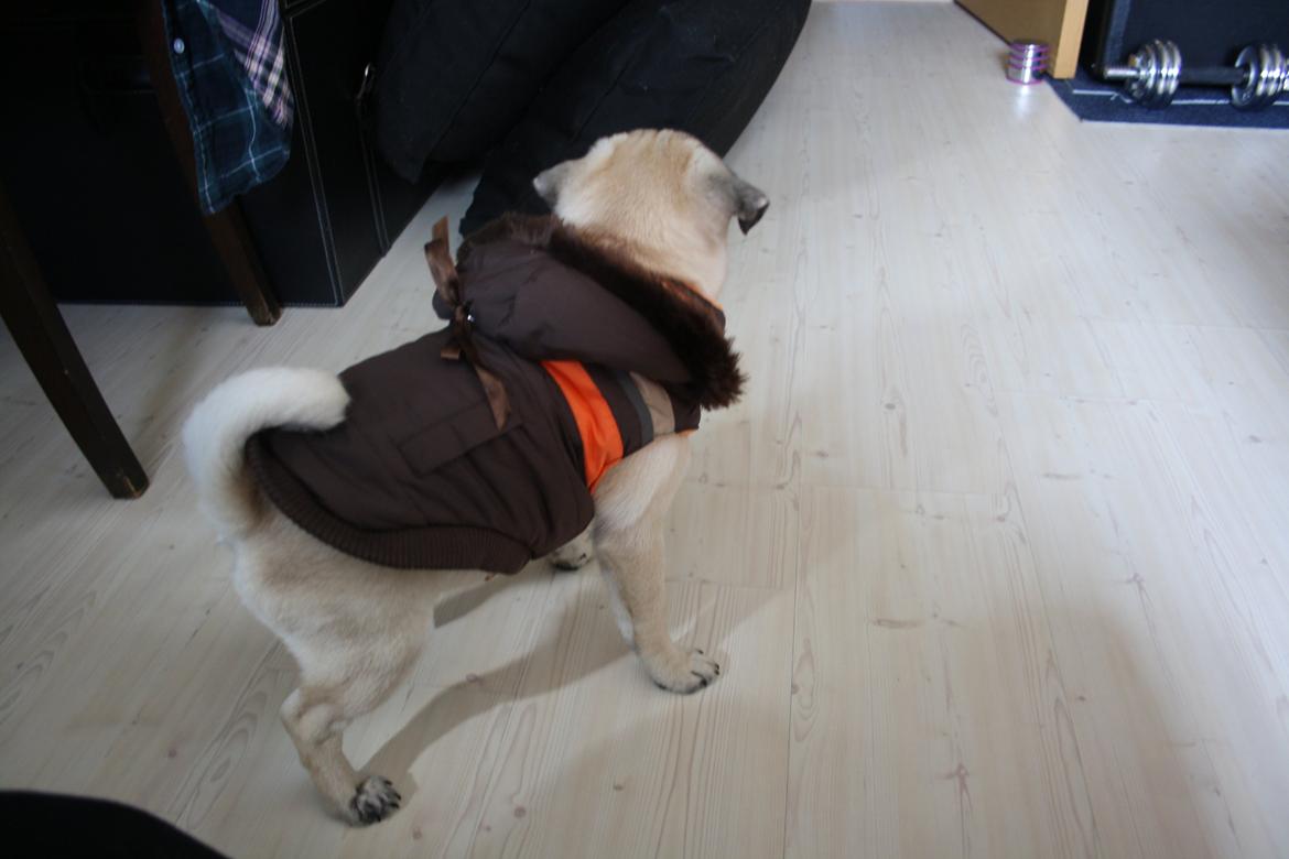 Mops Bella billede 5