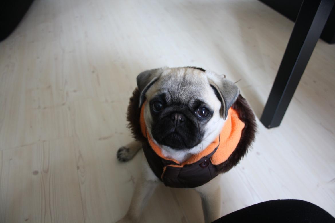 Mops Bella billede 6