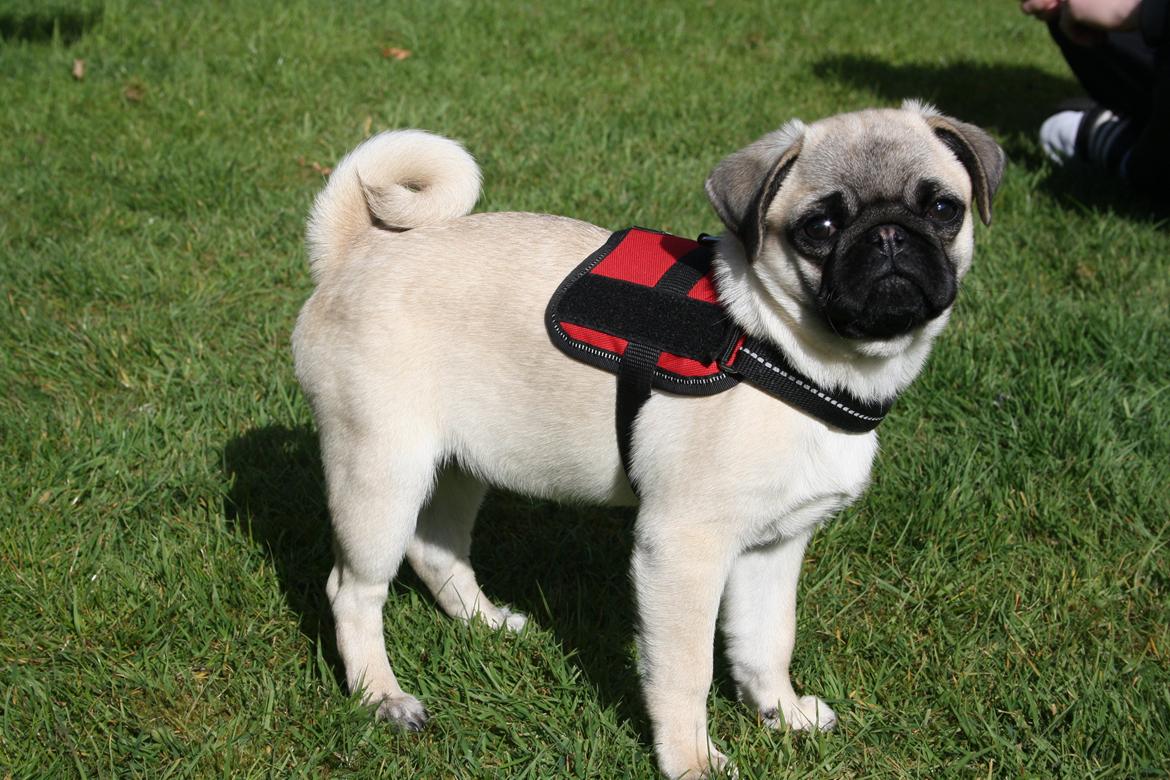 Mops Bella billede 7