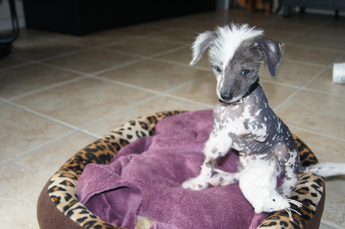 Chinese crested hårløs Ziggi billede 3