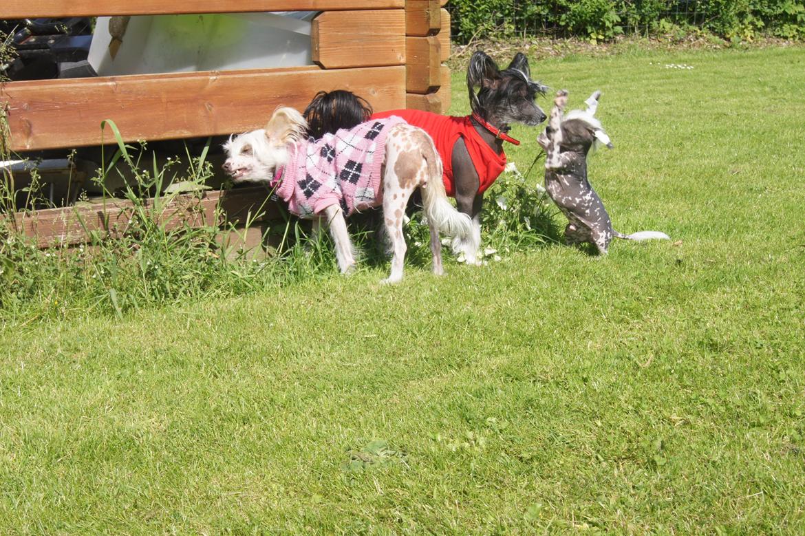 Chinese crested hårløs Ziggi billede 5