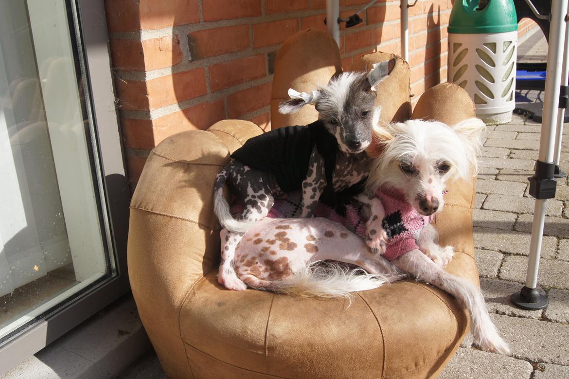 Chinese crested hårløs Ziggi billede 6