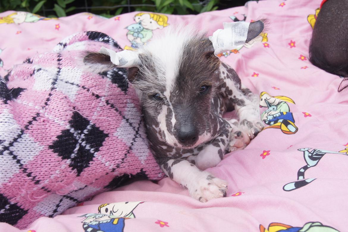 Chinese crested hårløs Ziggi billede 4