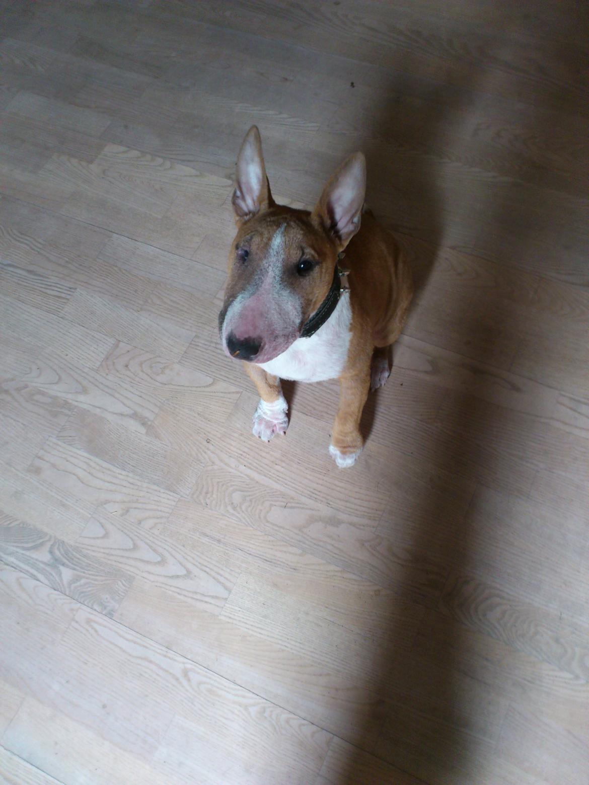 Bullterrier miniature Chica billede 1