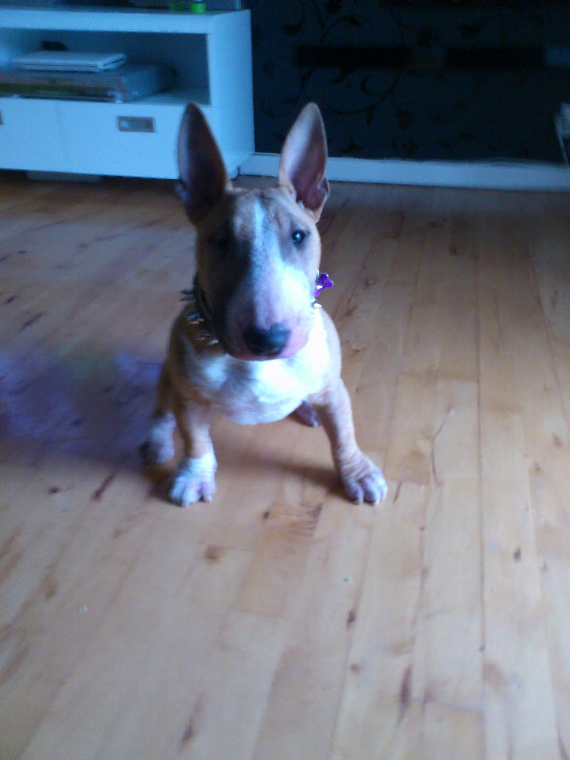Bullterrier miniature Chica billede 2