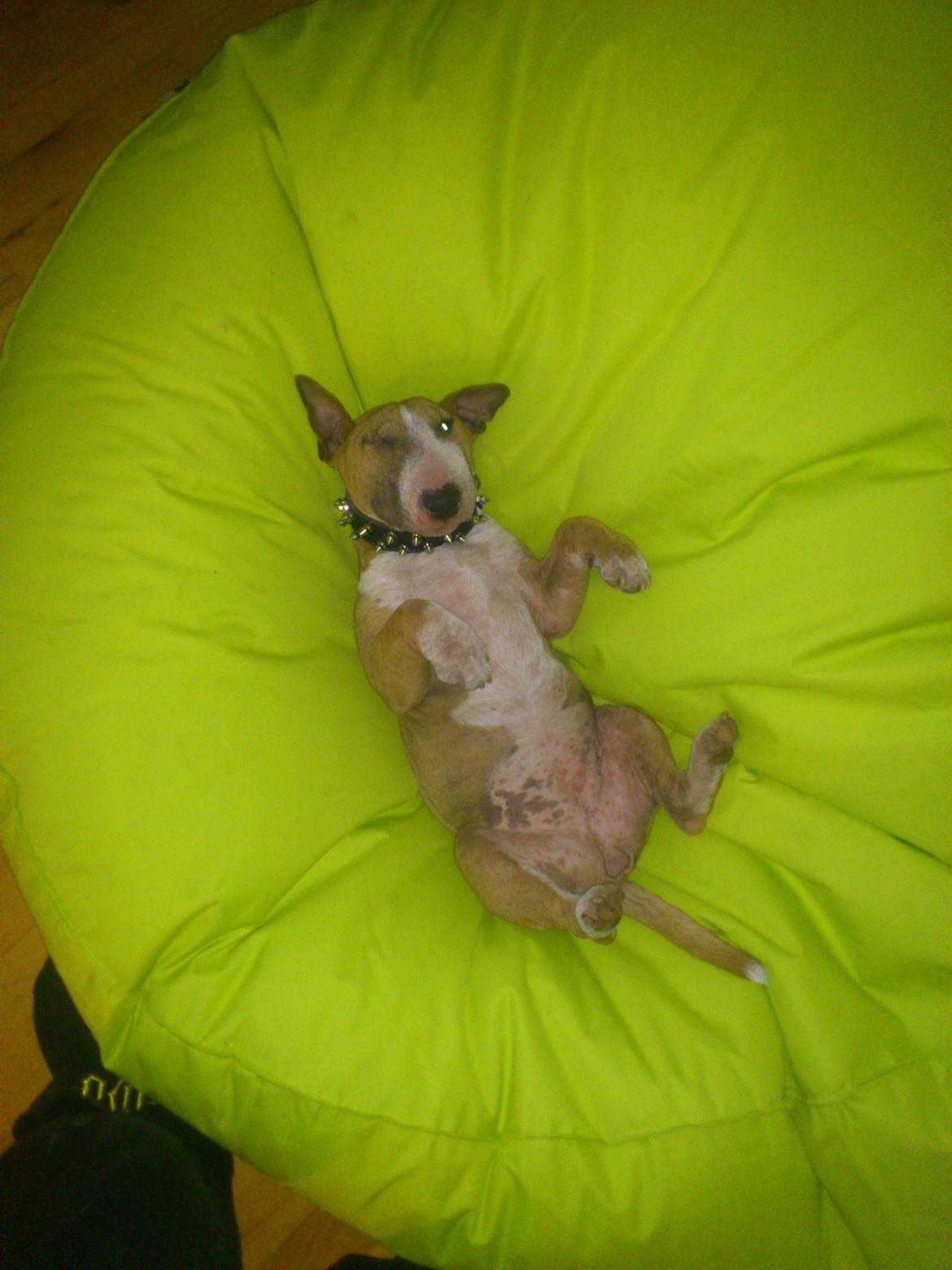 Bullterrier miniature Chica billede 3