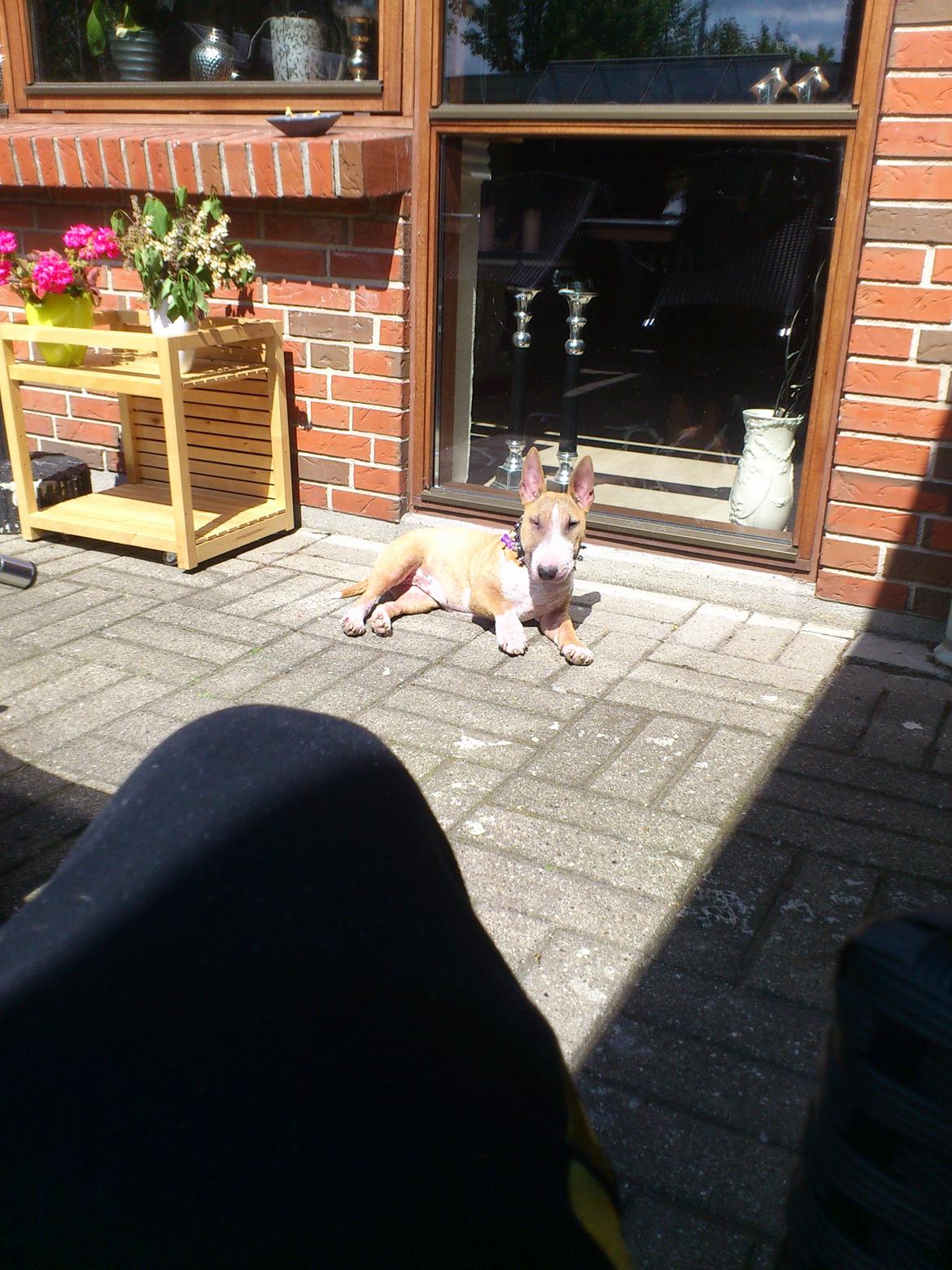 Bullterrier miniature Chica billede 5