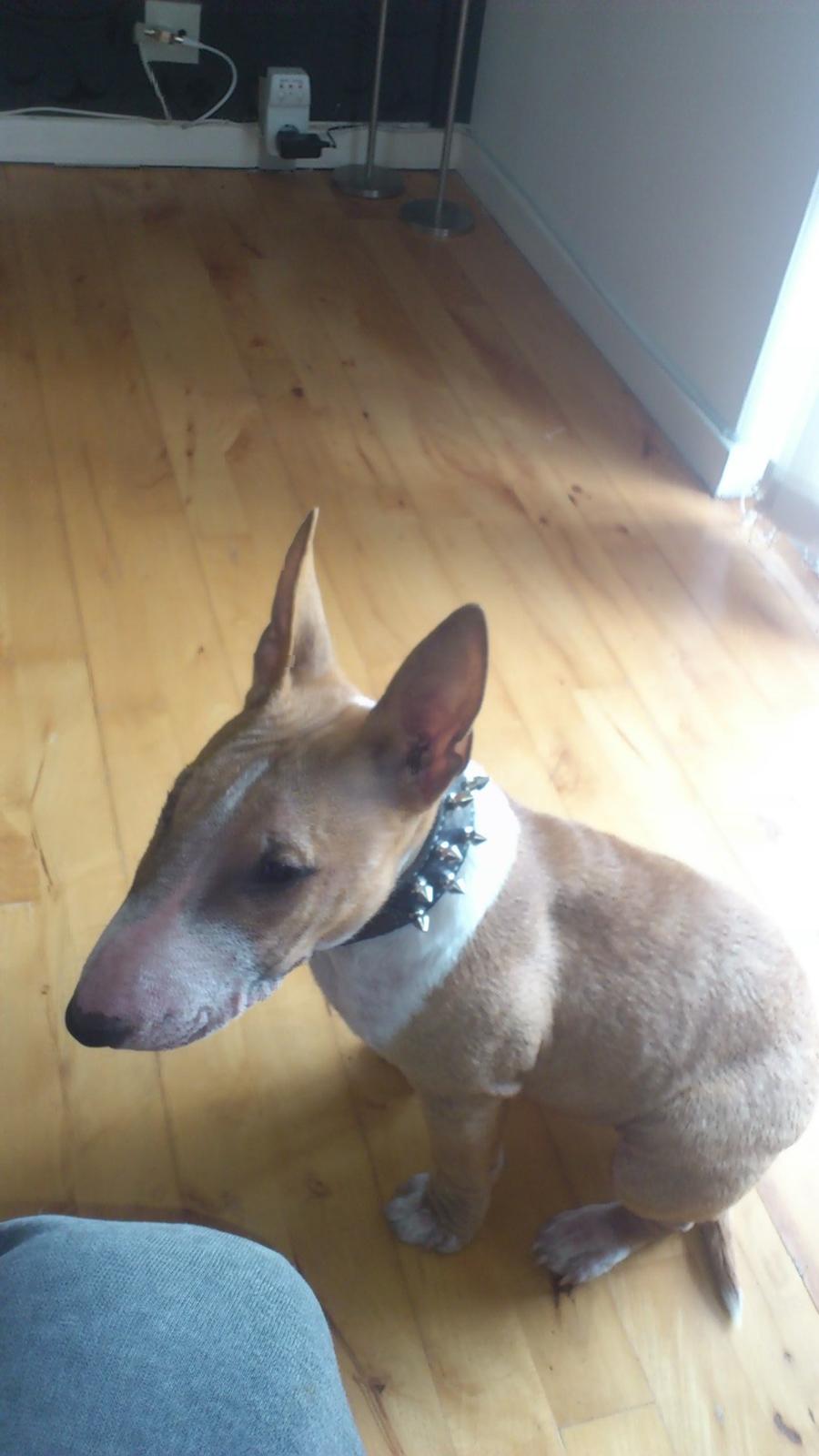 Bullterrier miniature Chica billede 6