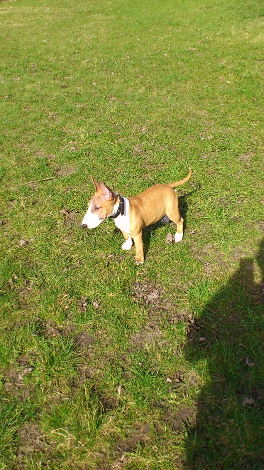 Bullterrier miniature Chica billede 7